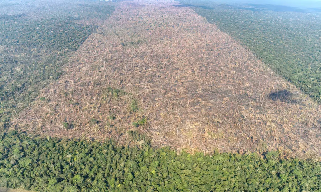 Desmatamento é responsável por mais de 28 mil mortes anuais por calor