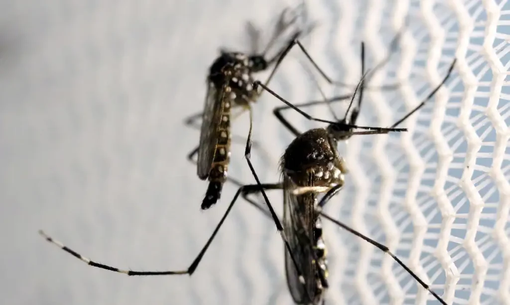 Vacina contra a dengue do Butantan pode beneficiar saúde global