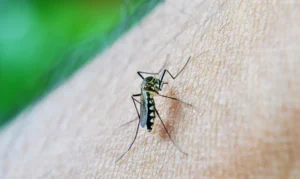 OMS: dengue é indicador da relação mudanças climáticas e arboviroses