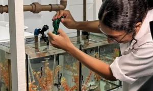 Projeto abre espaço para público conhecer habitat dos cavalos marinhos