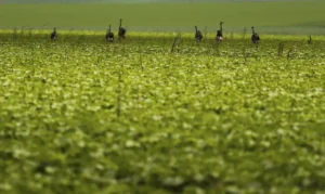 CMN passa a exigir fotos com localização comprovada em seguro rural
