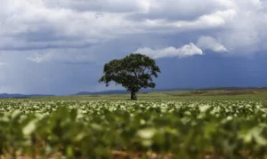 Crédito rural financiou R$ 92,4 bi em áreas com alertas ambientais