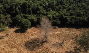 Depois da COP17, Brasil é cobrado a efetivar metas de restauração