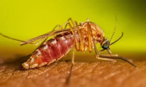 SP confirma dois casos de febre do Nilo Ocidental  