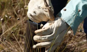Pesquisadores encontram plantas consideradas extintas há 30 anos