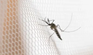 Cidades do noroeste de SP têm maior incidência de casos de dengue