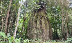 Amazonas ganha quatro reservas de desenvolvimento sustentável