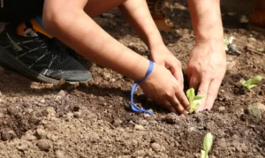 Entidades pedem apoio de candidatos em defesa da agroecologia